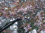 此時阿里山的櫻花.....
